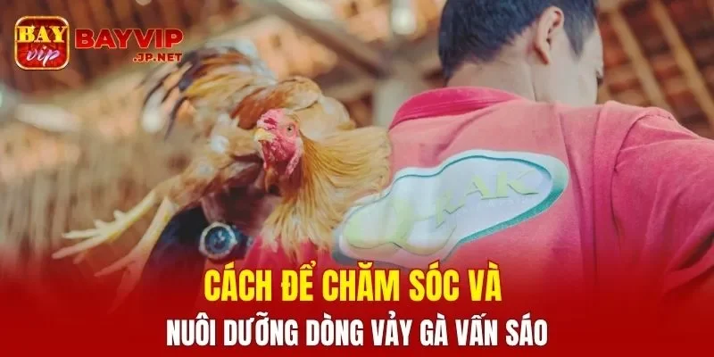 Cách để chăm sóc và nuôi dưỡng dòng vảy gà Vấn Sáo
