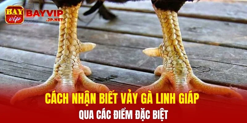 Cách nhận biết Vảy Gà Linh Giáp qua các điểm đặc biệt
