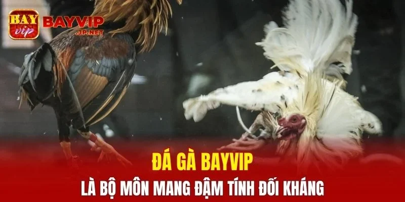Đá gà BAYVIP là bộ môn mang đậm tính đối kháng