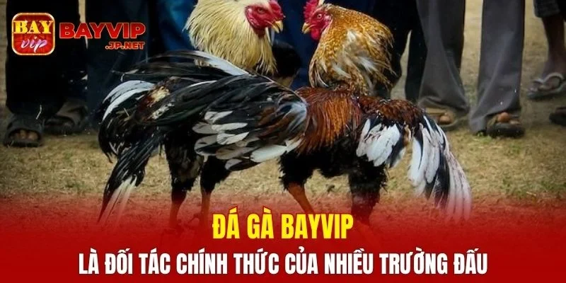 Đá gà BAYVIP là đối tác chính thức của nhiều trường đấu
