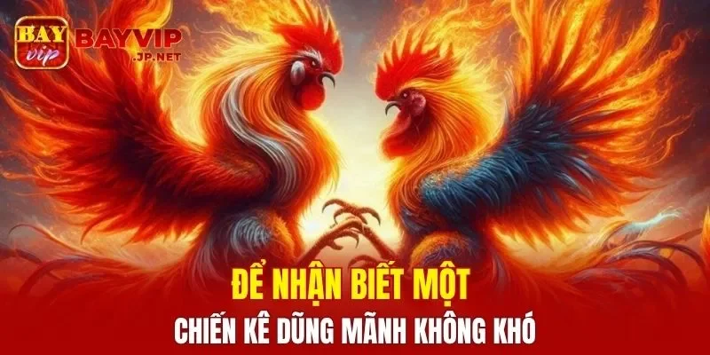 Để nhận biết một chiến kê dũng mãnh không khó
