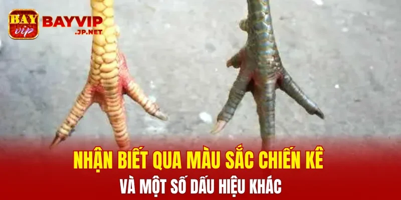 Nhận biết qua màu sắc chiến kê và một số dấu hiệu khác