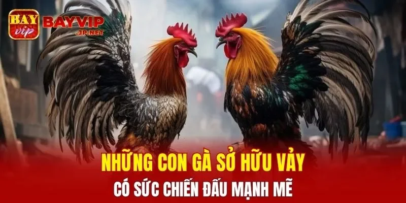 Những con gà sở hữu vảy này có sức chiến đấu mạnh mẽ