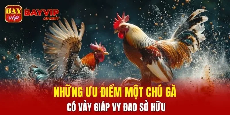 Những ưu điểm một chú gà có vảy Giáp Vy Đao sở hữu