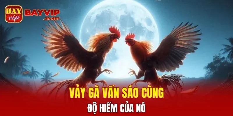 Vảy gà Vấn Sáo cùng độ hiếm của nó