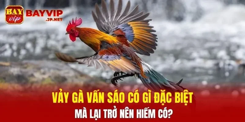 Vảy Gà Vấn Sáo